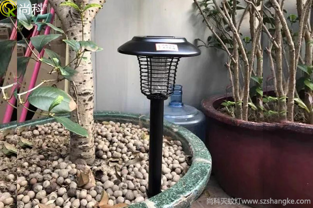 陽(yáng)臺(tái)花盆中的黑色小飛蟲(chóng)怎么消滅？